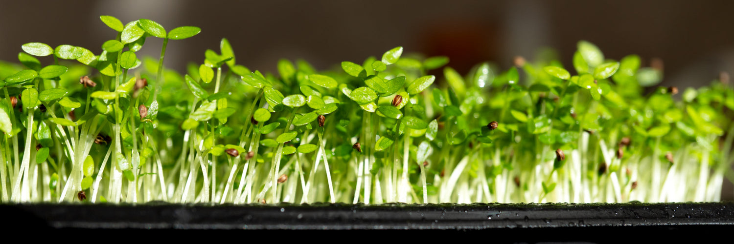Fresh, Fast, and Nutritious: How to Grow Microgreens at Home