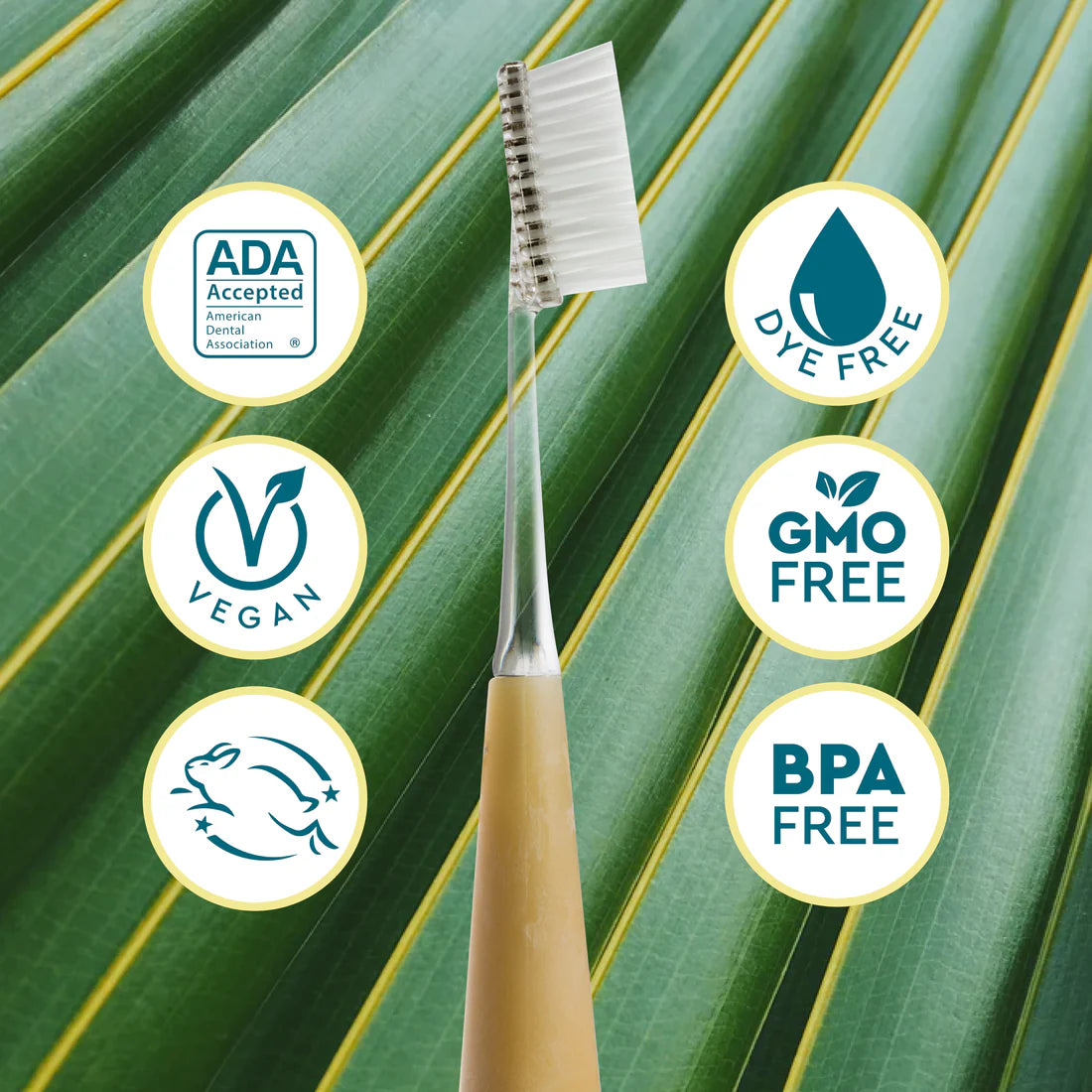 Radius Source„¢ Brush Toothbrush 6 Pack