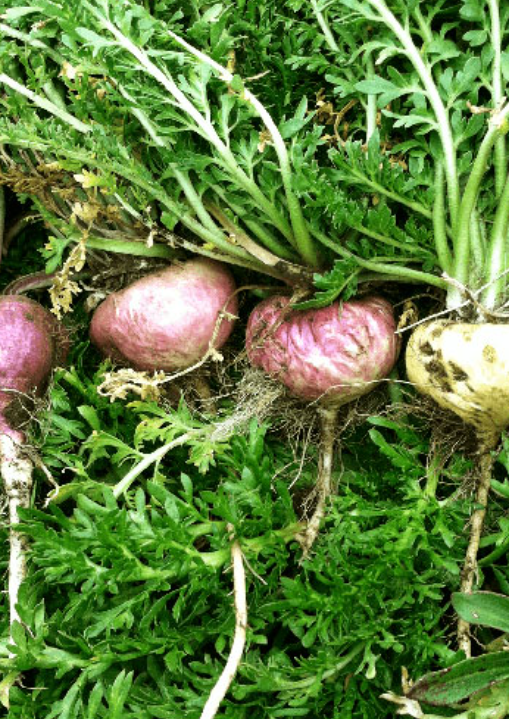 Navitas Organics Maca Powder, 4 oz