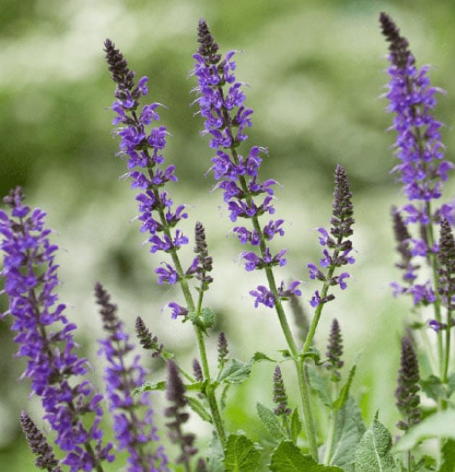 Navitas Organics Chia Powder, 8 oz