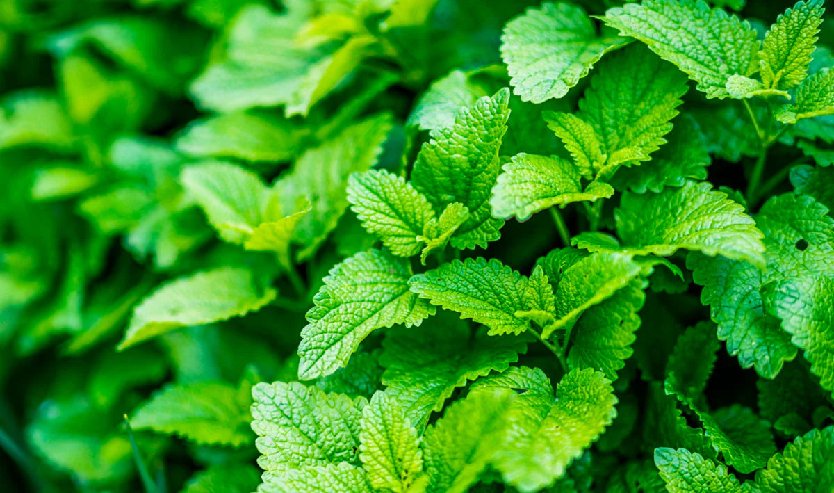 Natrol Melatonin Fast Dissolve Citrus Tablets - 10mg, 100