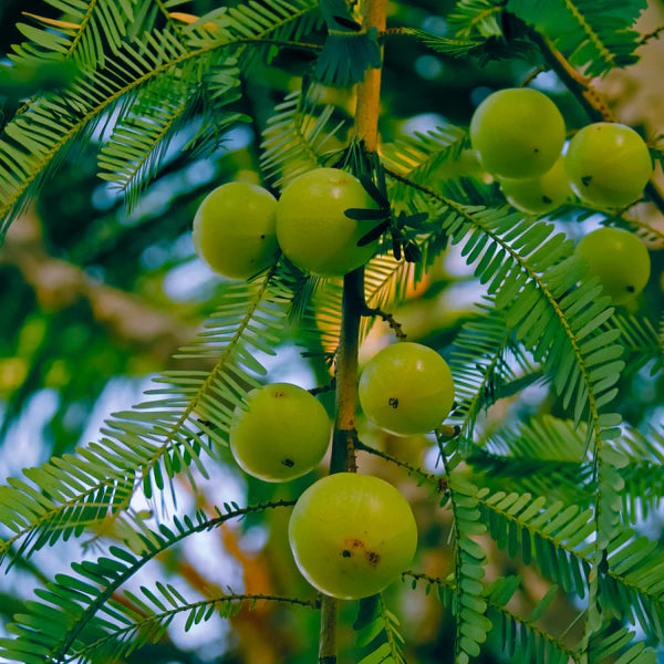 Rebel Herbs Amla Powder