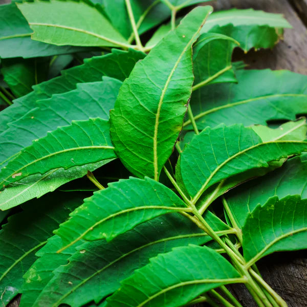 Rebel Herbs Neem
