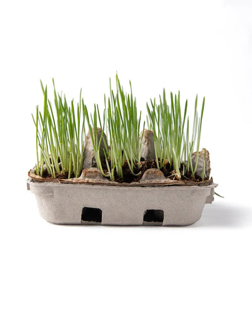 Eco-Kids Egg Coloring & Grass Growing Kit