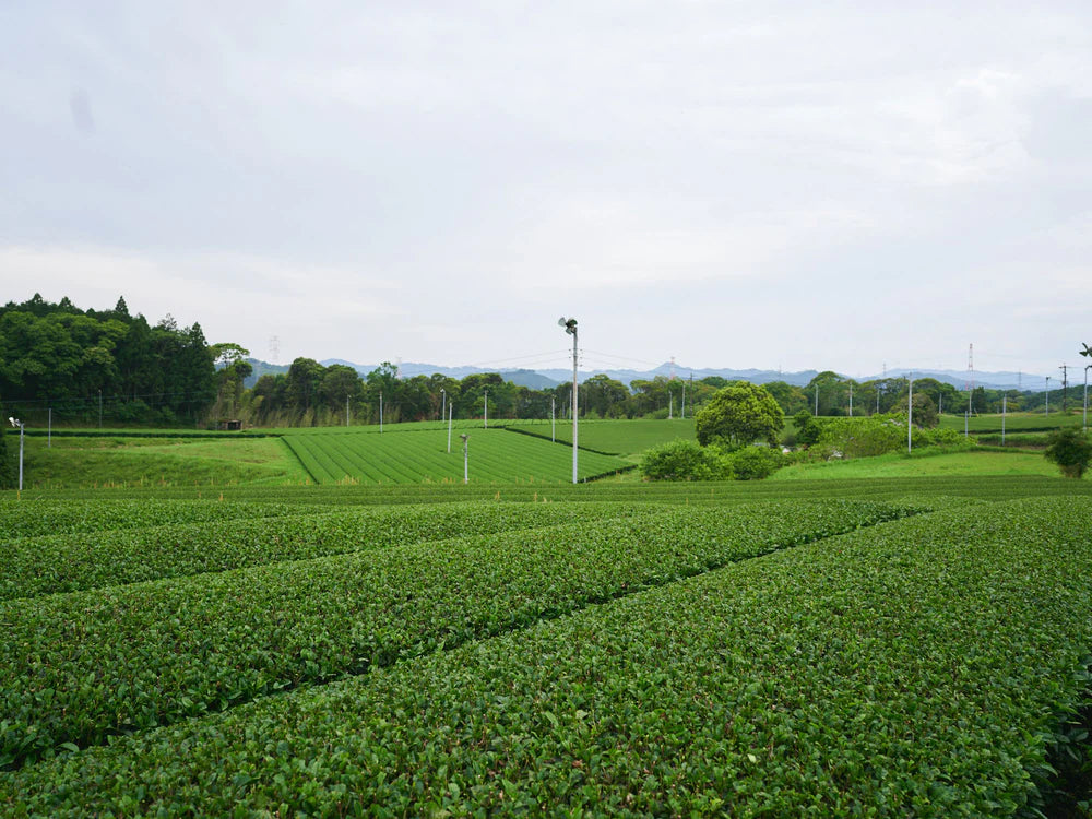 Rishi Everyday Matcha