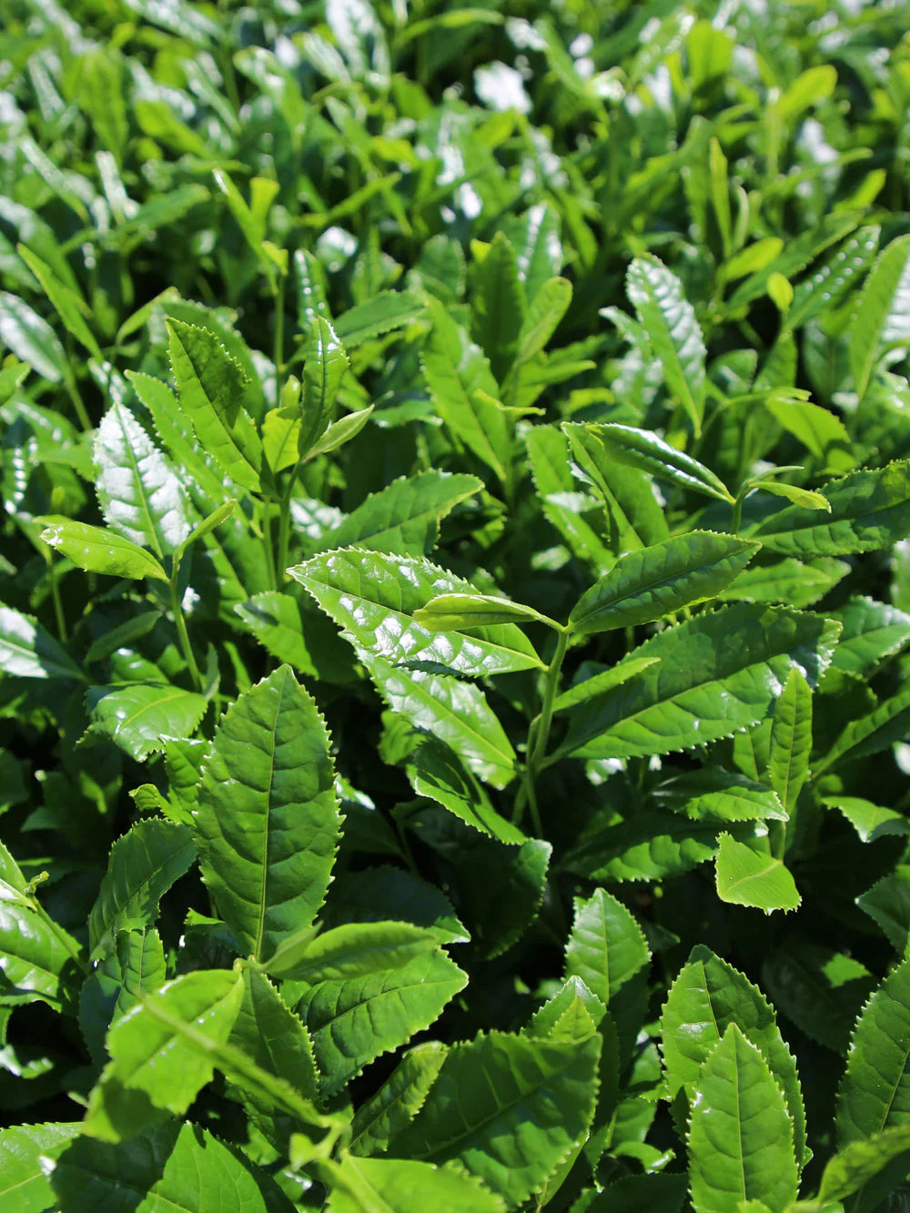 Rishi Everyday Matcha