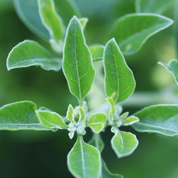 Gaia Herbs Ashwagandha Root, 120 ct