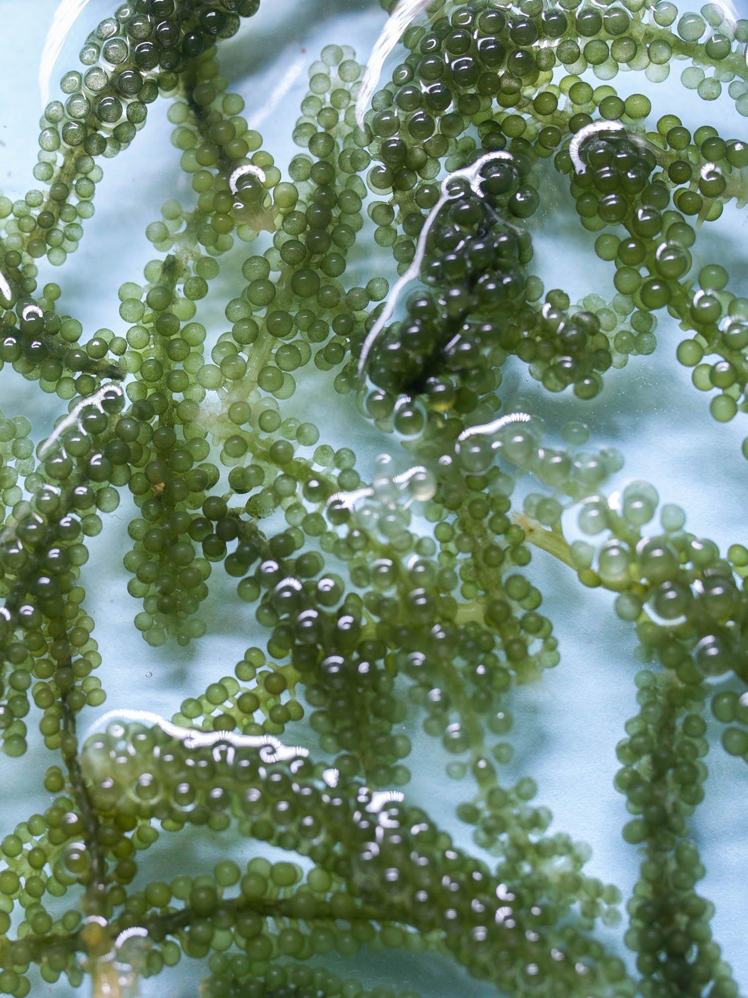 COCOKIND Glow Essence Botanical Hydrating Spray