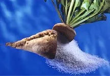 Olbas Lozenges Black Current