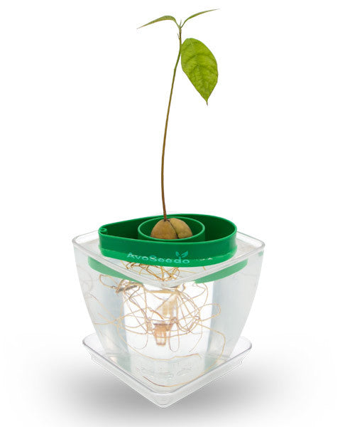 - AvoSeedo Plant Pot Set --7