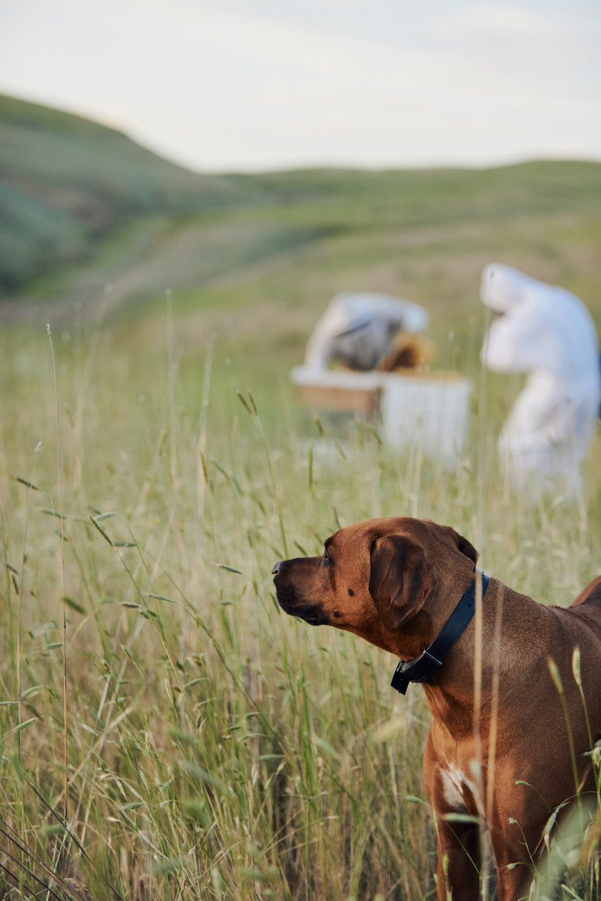 HHNY MONTANA HONEY SQZ ( 6 X 1 LB   )-2