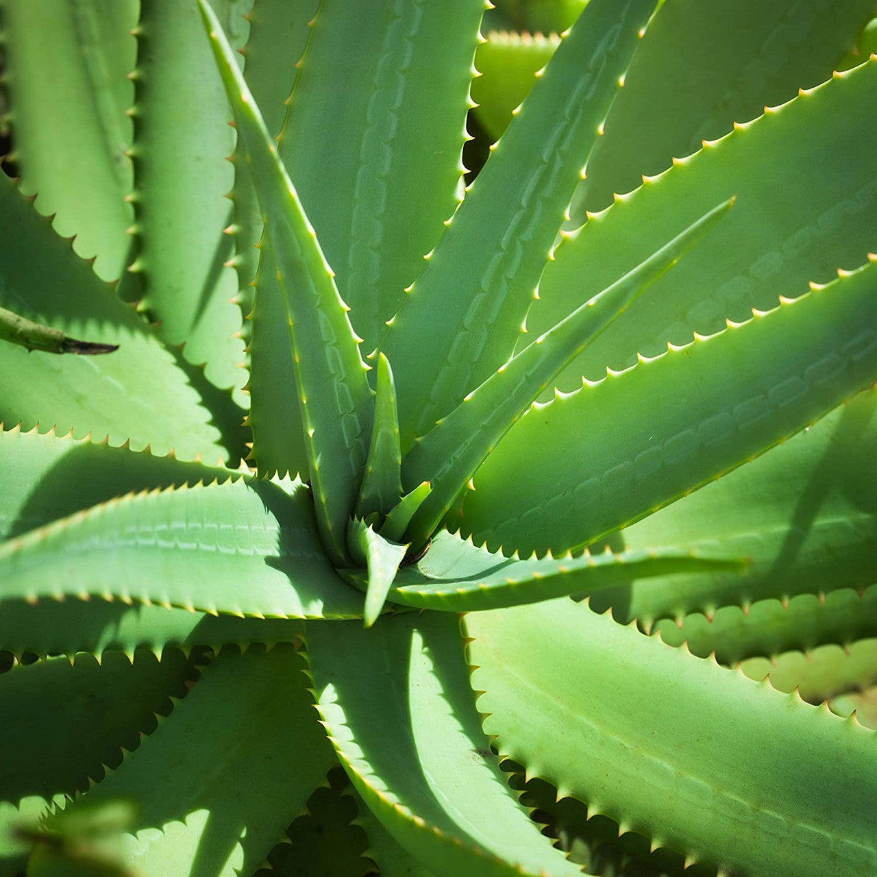 HMPH WTCH HZL A/F ALOE ( 1 X 8 OZ )-4