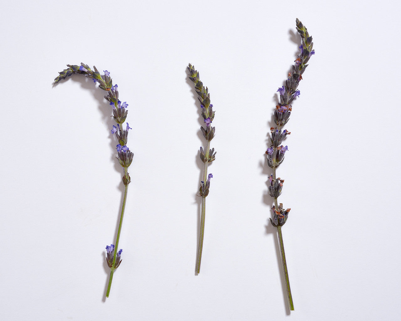 ALAF AFRCN BLK SOAP LAV ( 1 X 32 OZ   )-4