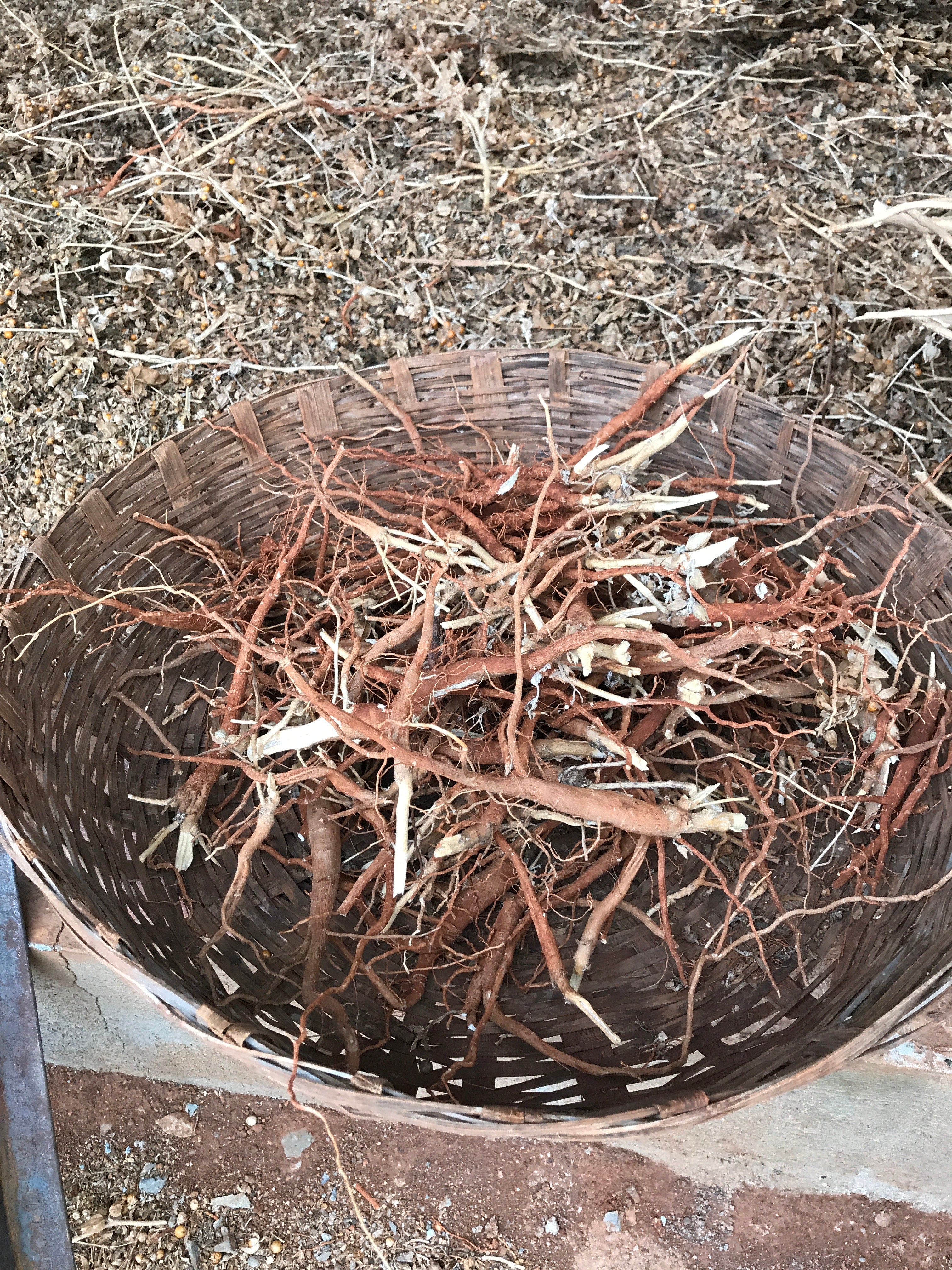 Ashwagandha Capsules-5