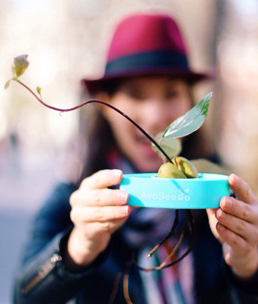 AvoSeedo-3