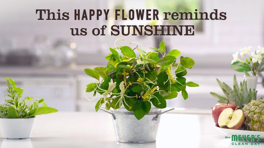 MMCD RMFRSHR HONEYSUCKLE ( 6 X 8 OZ   )-1