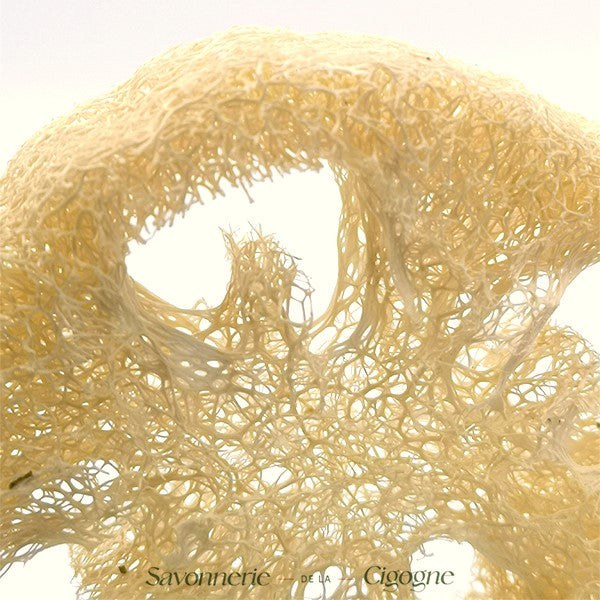 Loofah-3