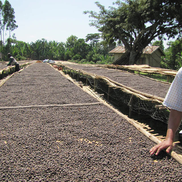 Equal Exchange Organic Ethiopian Coffee