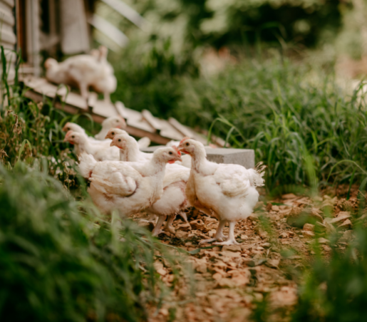 Serenity Kids Free Range Chicken with Organic Peas and Carrots