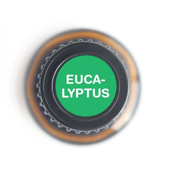 Eucalyptus Essential OIl-15ml