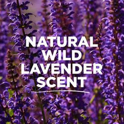 Tom's Of Maine Lavender Deodorant Stick (6x2.25 Oz)-2