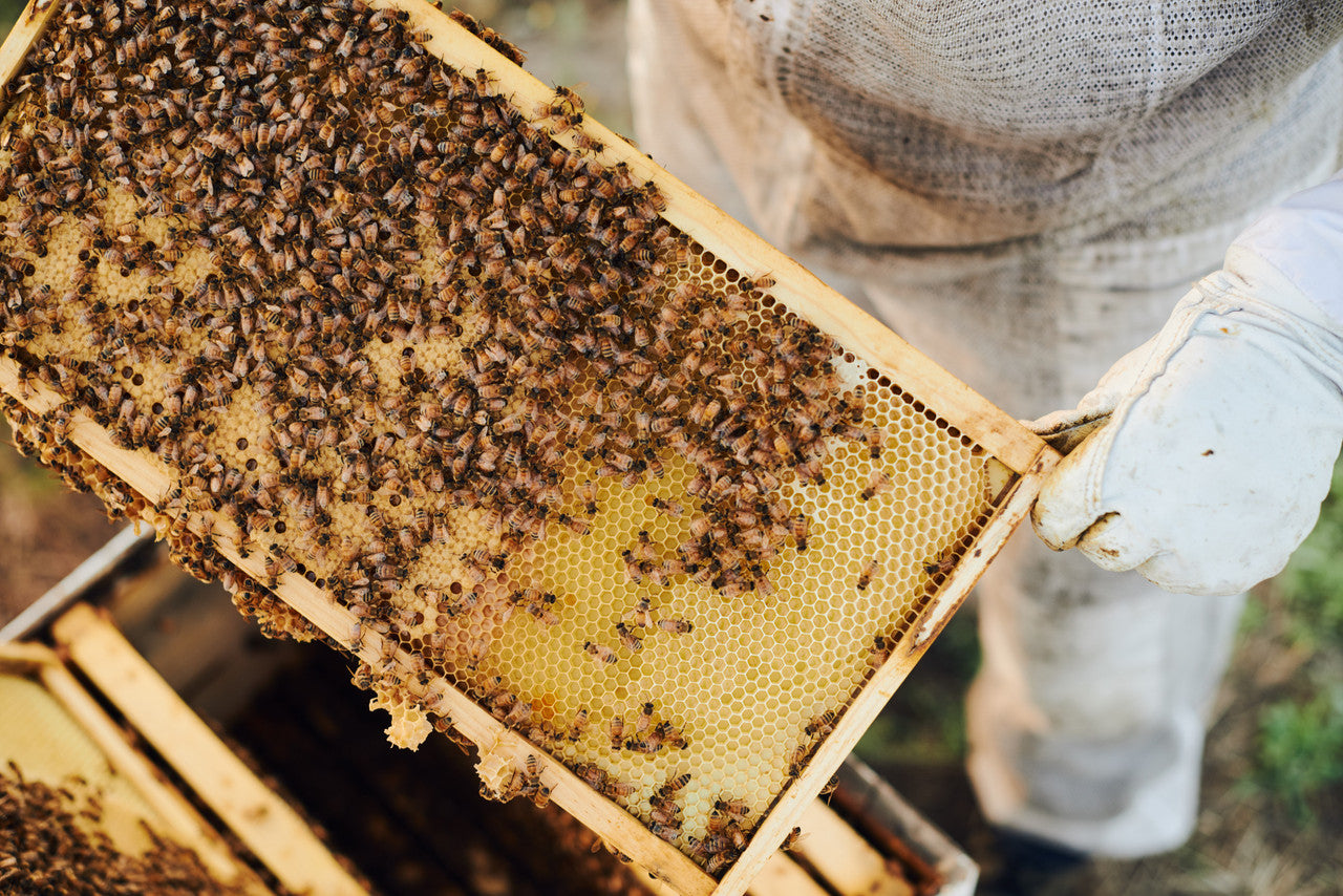 HHNY REALLY RAW HONEY ( 12 X 1 LB   )-3