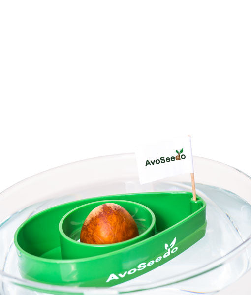 - AvoSeedo 3-Pack --3
