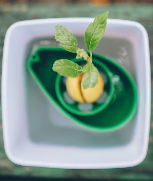 AvoSeedo Plant Pot Set-3